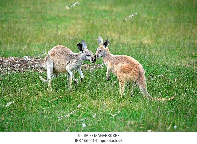 Eastern Grey Kangaroos (Macropus giganteus), Australia