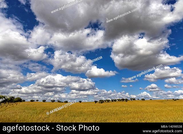 the vast landscape of the alentejo in portugal with blue sky and white clouds