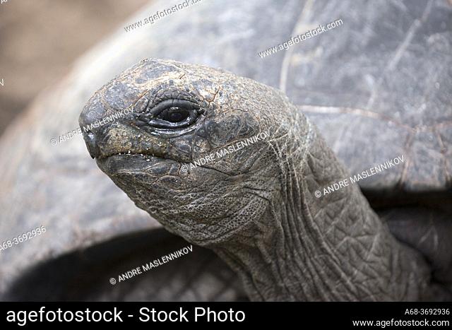 Aldabra giant tortoise on Denis Island, Seychelles