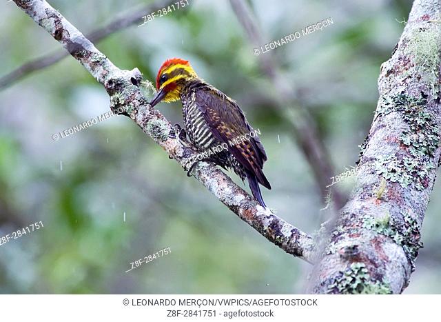 Yellow-browed Woodpecker (Piculus aurulentus), photographed in Domingos Martins, Espírito Santo - Brazil. Atlantic Forest Biome