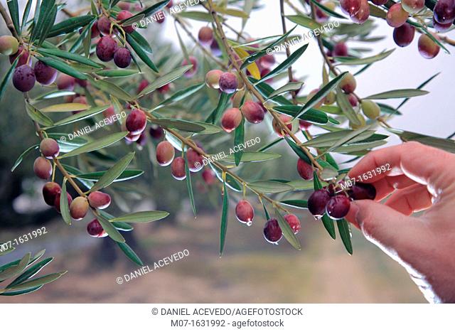 Cazalla olive trees, Andalucia, Spain