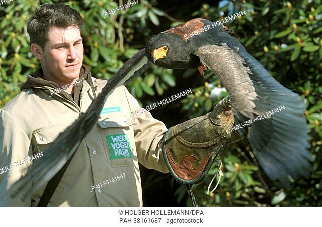 A Bateleur (Terathopius ecaudatus) is presented by animal trainer Robin Paetzoldt at the bird park in Walsrode, Germany, 15 March 2013