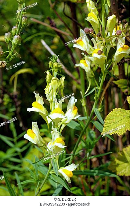 common toadflax, yellow toadflax, ramsted, butter and eggs (Linaria vulgaris), blooming, Germany, North Rhine-Westphalia