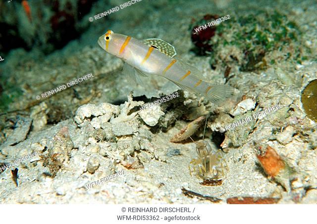 Randall's prawn-goby and snapping shrimp, Amblyeleotris randalli, Wakatobi Dive Resort Sulawesi Indian Ocean Bandasea, Indonesia