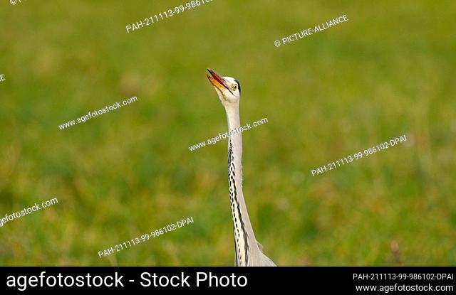 13 November 2021, Berlin: 13.11.2021, Berlin. A grey heron (Ardea cinerea), also known as a heron, stands in a meadow during its hunt for mice and other small...