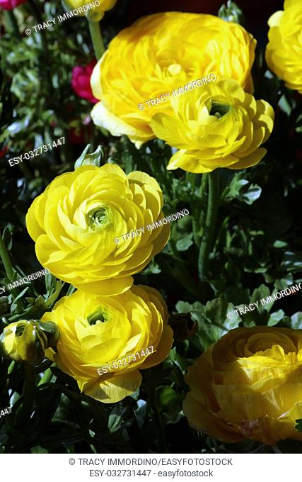 A cluster of yellow Ranunculus flowers in varying stages of bloom