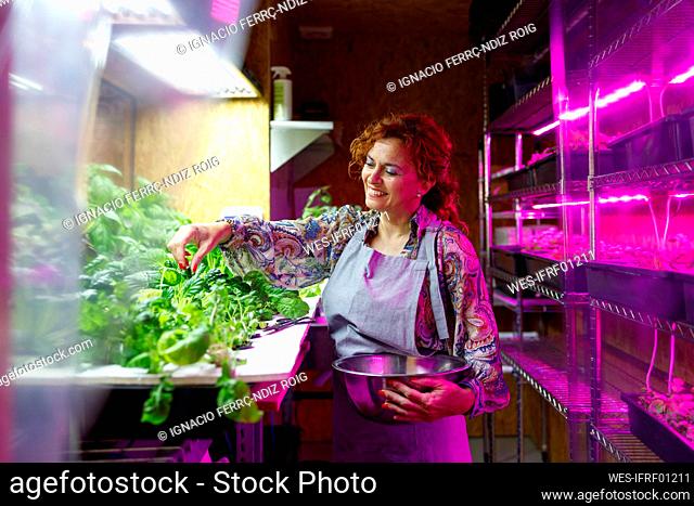 Smiling female entrepreneur collecting vegetable in greenhouse