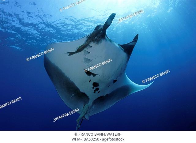 manta ray, Manta birostris, San Benedicto, Revillagigedo, Socorro Islands, East Pacific Ocean, Mexico