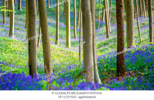 Hallerbos, beech forest in Belgium full of blue bells flowers