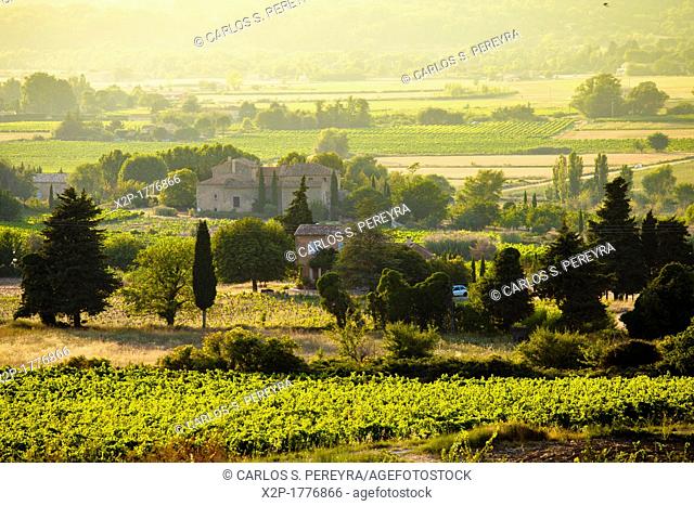 Vineyards around Lacoste and Bonnieux villages, Luberon, Provence, France