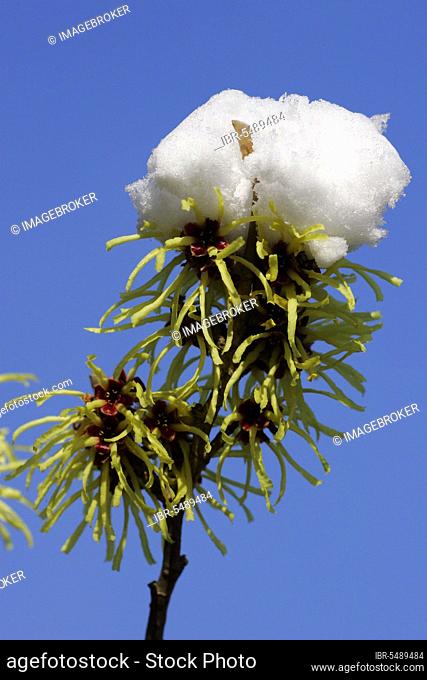 Hamamelis 'Sunburst', blossoms with snow (Hamamelis intermedia), Zaubernuss 'Sunburst', Blueten mit Schnee (Hamamelis intermedia)