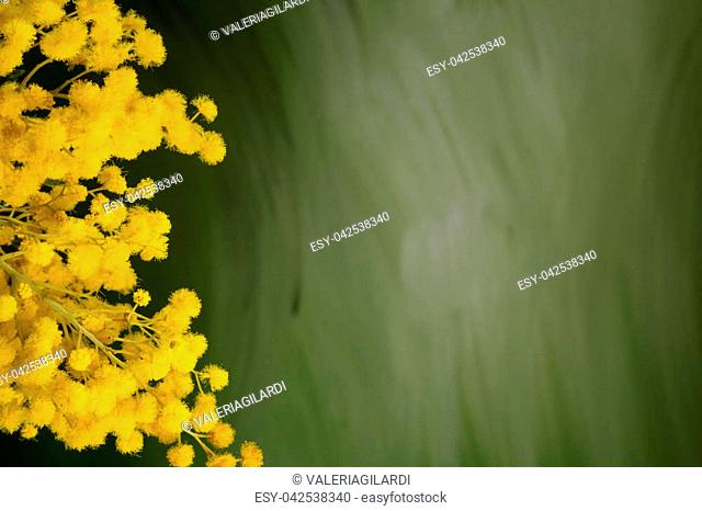 Mimosa's the flower dedicated to women, but yellow (the color) is associated with jealousy, and dark yellow symbolizes betrayal and deception