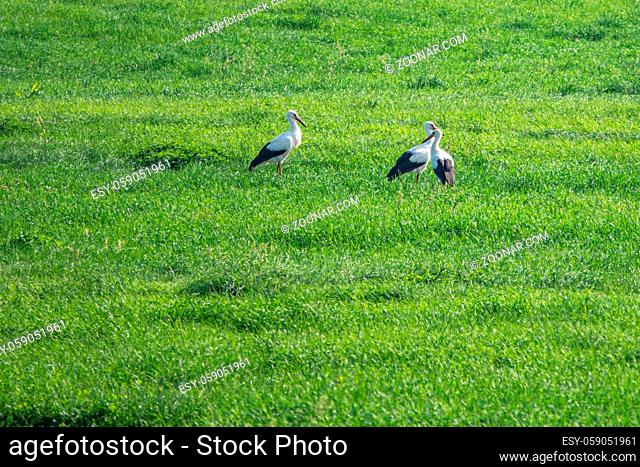 a group of storks stands on a green field and looks for food