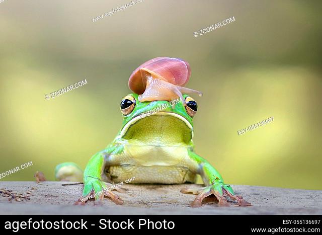 frogs, tree frogs, dumpy frogs in tree branches or flowers
