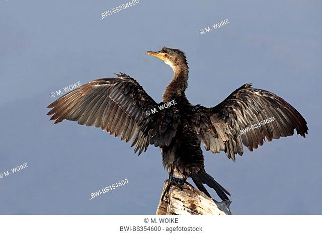 reed cormorant (Phalacrocorax africanus), sitting on a dead tree and drying the wings, South Africa, Pilanesberg National Park