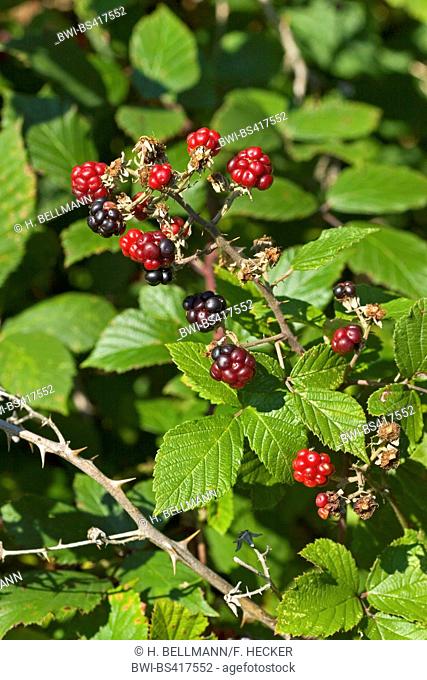 shrubby blackberry (Rubus fruticosus), branch with fruits, Germany