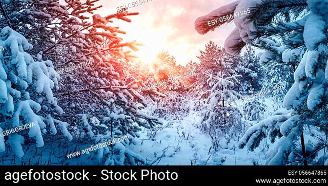 Winter sunset in the snowy forest. Beautiful panorama of the snowing spruce park