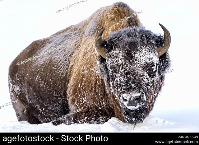 Frozen American Bison (Bison bison) standing in snow, looking at camera, Yellowstone National Park, Wyoming, United States