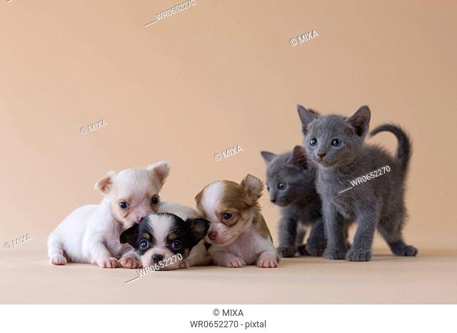 Two Russian Blue Kittens and Three Chihuahua Puppies