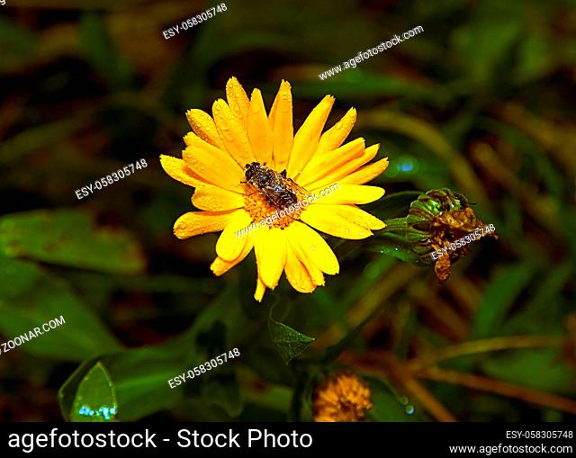 The Bee collecting pollen on a flower