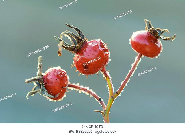 Rugosa rose, Japanese rose (Rosa rugosa), rose hips with hoar frost, Germany