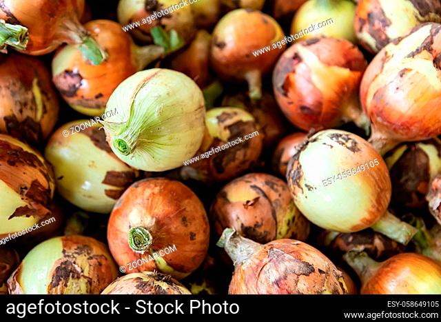 Full frame close up of a bunch of onions. Natural daylight. For wallpaper or background use. Organic vegetables at the local food market