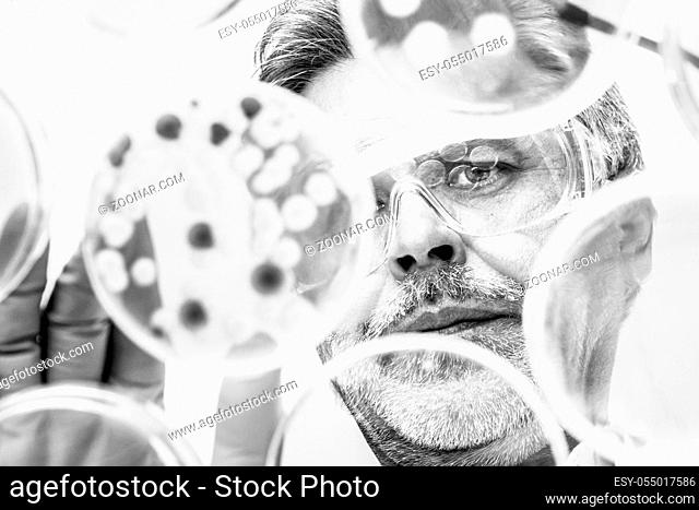 Focused senior life science professional grafting bacteria in the pettri dishes. Lens focus on the pipette. Black and white image
