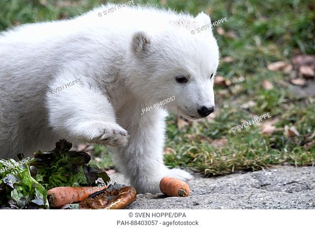 The polar bear newborn that is yet to receive a name explores the open air enclosure for the first time at the Tierpark Hellabrunn zoo in Munich, Germany