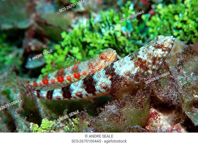 Reef lizardfish, Synodus variegatus, Rongelap, Marshall Islands N Pacific