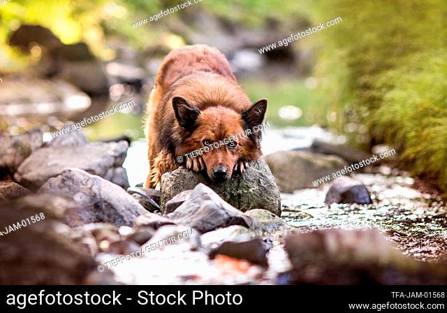 lying Harz Fox