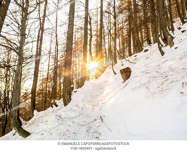Sunrise in the snowy woods of larches