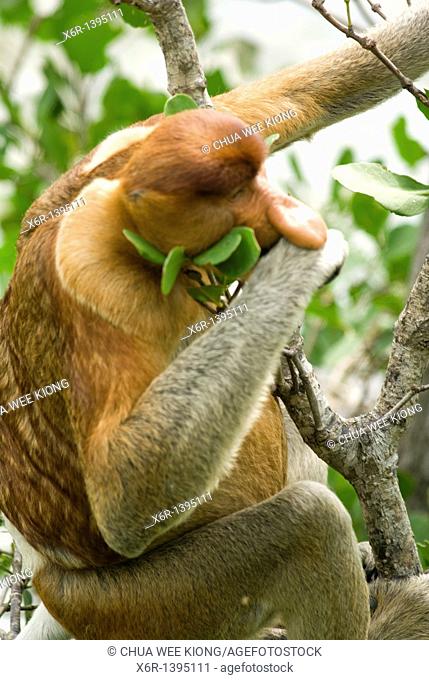 Male Proboscis Monkey, Bako National Park, Borneo, Malasya