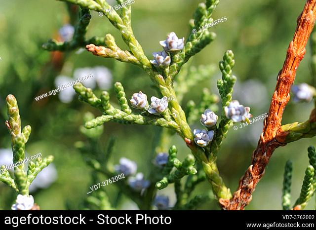 Phoenicean juniper (Juniperus phoenicea) is a coniferous evergreen shrub native to Mediterranean region. Female flowers and leaves detail
