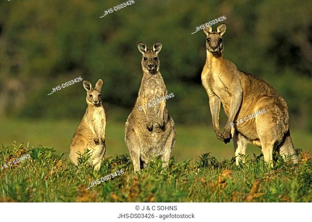 Eastern Grey Kangaroo, Macropus giganteus, Australia, adult female and male with young