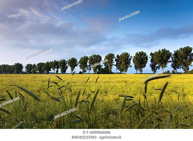 cornfield with row of trees, Germany, Brandenburg, Vogtlaendische Schweiz