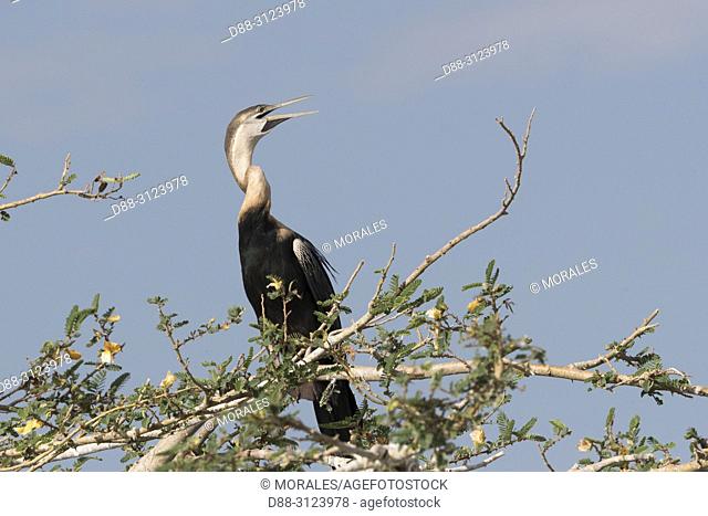 Africa, Ethiopia, Rift Valley, Ziway lake, African darter (Anhinga rufa), perched on a branch of a tree