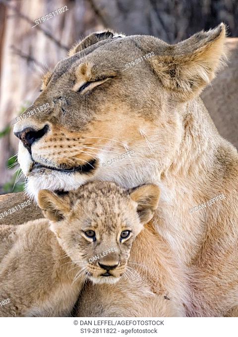 Botswana. Lioness and Baby