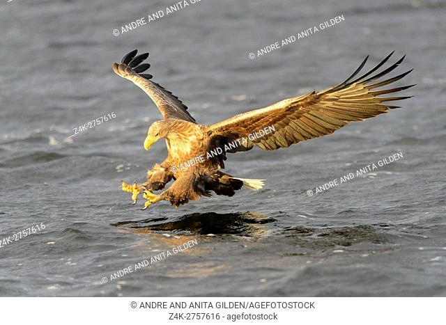 White-tailed Sea Eagle (Haliaeetus albicilla) catching fish, Norway
