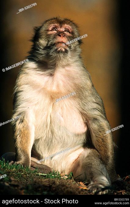 Barbary Monkey (Macaca sylvana)