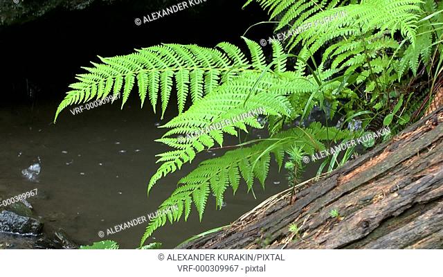Rain in the forest: the fern leaves hang over the creek, close-up