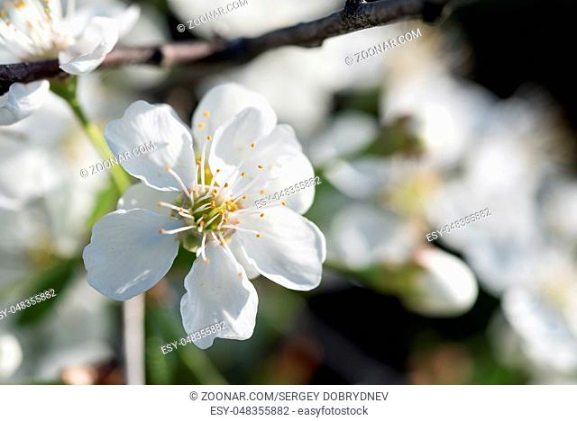 Flowering cherry branch in May close-up