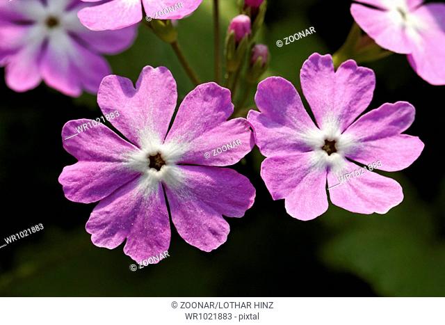 Primula sieboldii, Primrose, Japanese primrose