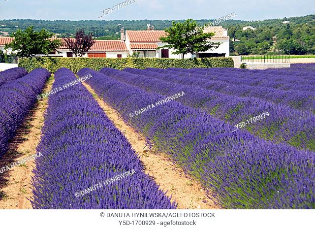 fields of lavender, Provence, France