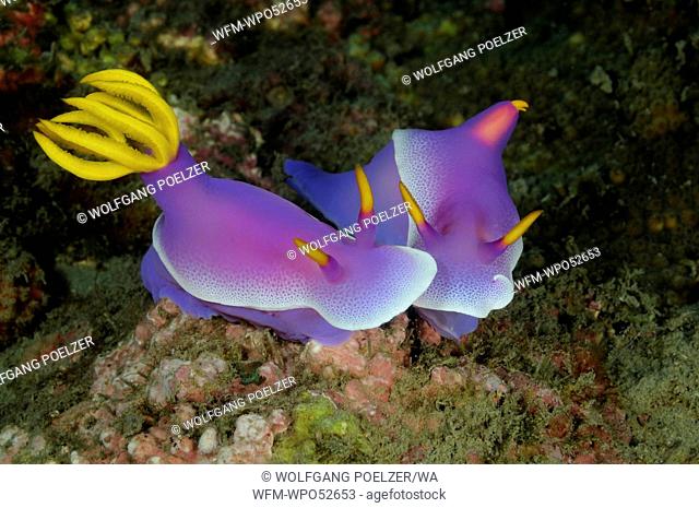 Purple Chromodoris Nudibranchs, Hypselodoris bullockii, Pemuteran, Bali, Indonesia