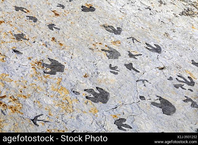 Morrison, Colorado - Dinosaur Ridge. Visitors can see hundreds of dinosaur footprints along the ridge, just west of Denver