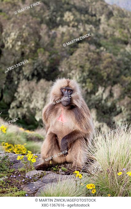 Gelada, Gelada Baboon or Ethiopian Lion Theropithecus gelada in the Simien Mountains National Park in Ethiopia  Geladas are an endemic primate species living in...