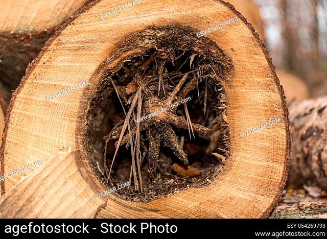umgeschnittener Baum mit morschem Kern und Jahresringen - Nahaufnahme