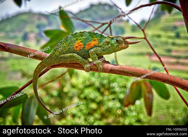 Jackson's chameleon, Chamaeleo jacksonii, Bwindi Impenetrable National Park, Uganda, Africa