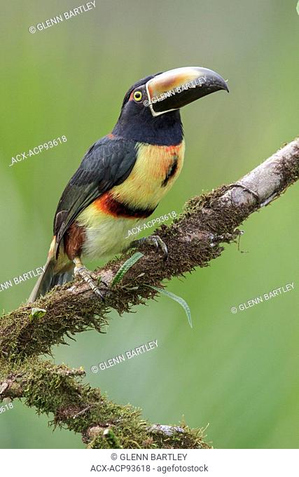Collared Aracari (Pteroglossus torquatus) perched on a branch in Costa Rica