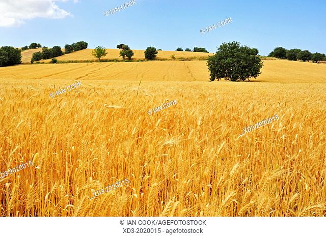 Wheat field beside Gulpinar - Babakale Road, Biga Peninsula, Turkey